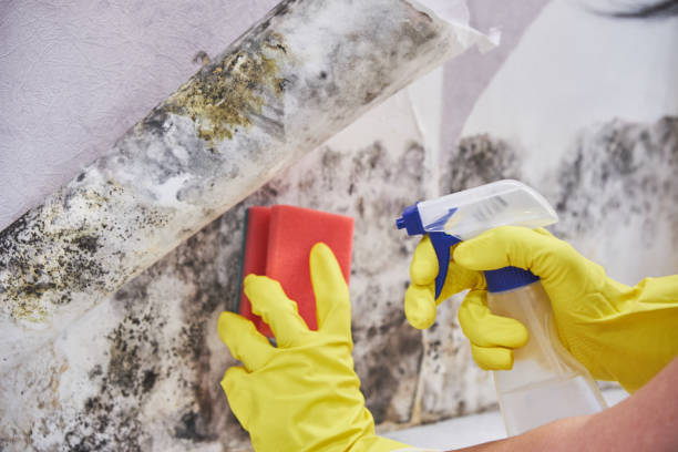 Reliable Franklin Lakes, NJ Mold Removal & Remediation Solutions